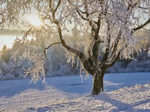 Pear tree in hoarfrost in the morning light, Brunnwil, Freiamt, Canton Aargau, Switzerland, Europe