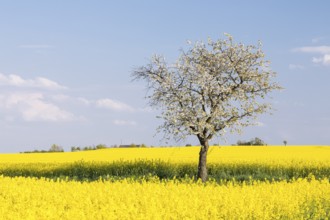 Cherry tree (prunus) in blossom, surrounded by flowering rape fields, Saxon Elbland, Saxony,