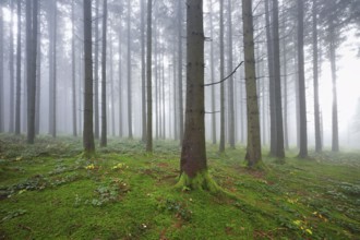 Coniferous forest in fog with moss-covered ground, Horben, Lindenberg, Canton Aargau, Switzerland,