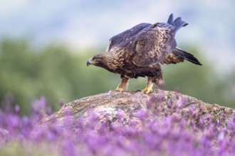 Golden Eagle (Aquila chrysaetos) perched on a rock amongst flowers, Madrid, Spain, Europe