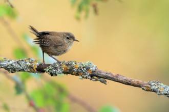 Eurasian Wren (Troglodytes troglodytes) juvenile perched on lichen branch, Andalusia, Spain, Europe