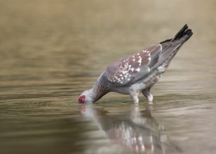 Speckled Pigeon (Columba guinea) drinkiing at a waterhole, Gambia, Africa
