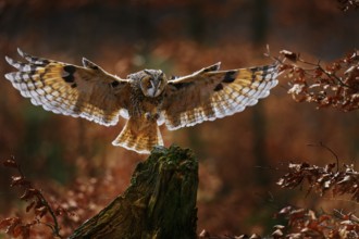 Owl fly in autumn forest. Owl in orange wood, yellow eye. Long-eared Owl, Asio otus, with orange