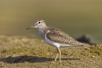 Common Sandpiper (Actitis hypoleucos), North Rhine-Westphalia, Germany, Europe