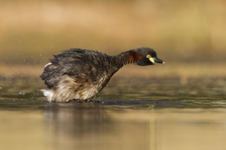 Australasian Grebe (Tachybaptus novaehollandiae), Victoria, Australia, Oceania