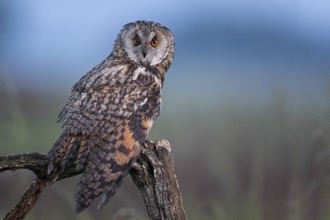 Long-eared Owl (Asio otus), Serbia, Europe