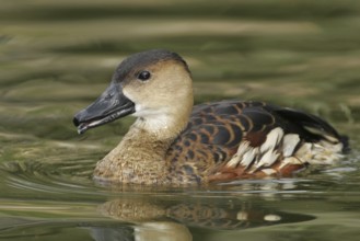 Wandering Whistling Duck (Dendrocygna arcuata), California, USA, North America