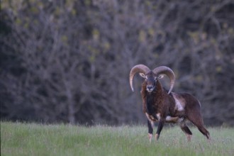 European mouflon (Ovis gmelini musimon, Syn.: Ovis orientalis musimon, Ovis aries musimon),