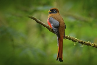 Masked Trogon, Trogon personatus red and brown bird in the nature habitat, San Isidro, Ecuador. Red