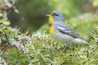 Northern Parula (Setophaga americana) perched on a branch in Ontario, Canada, North America