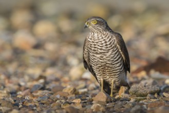Eurasian Sparrowhawk (Accipiter nisus), Schleswig-Holstein, Germany, Europe