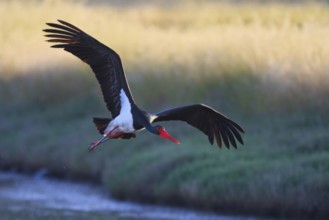 Black Stork (Ciconia nigra) flying, Greece, Europe