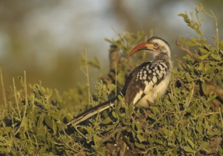 Northern Red-billed Hornbill (Tockus erythrorhynchus), Botswana, Africa