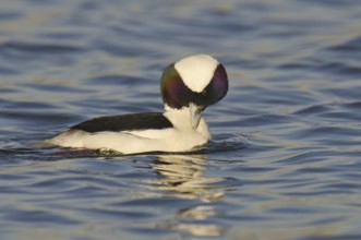Bufflehead (Bucephala albeola) male, California, USA, North America