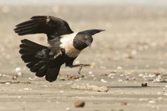 Pied Crow (Corvus albus) with snake eel, Gambia, Africa