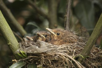 Common Blackbird (Turdus merula) juvenile, Lower Saxony, Germany, Europe