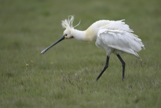 Loeffler (Platalea leucorodia), Spoonbill, Altvogel plustert sein Gefieder auf, April, Insel Texel,