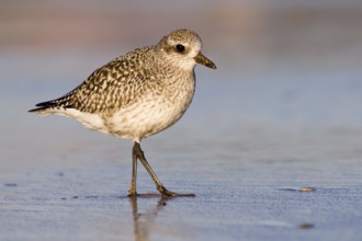 Grey Plover (Pluvialis squatarola), Asturias, Spain, Europe