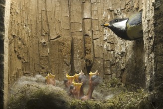 Great Tit (Parus major), Saxony, Germany, Europe