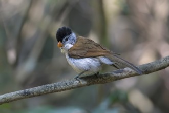 Black-headed Parrotbill (Psittiparus margaritae), Di Linh, Vietnam, Asia