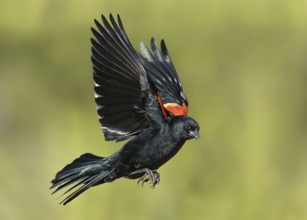 Red-winged Blackbird (Agelaius phoeniceus) male flying, Texas, USA, North America