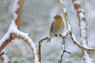 Pine Grosbeak (Pinicola enucleator) female perched on a branch, Lapland, Finland, Europe