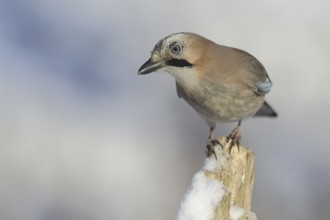 Eurasian Jay (Garrulus glandarius), Germany, Europe