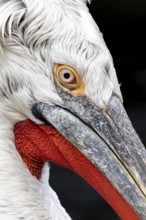 Dalmatian pelican (Pelecanus crispus), portrait, black background, captive, Schönbrunn Zoo, Vienna,