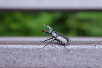 Unexpected guest - stag beetle on a bench in the oak forest of the Swabian Pre-Alps