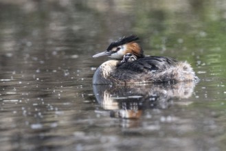 Great Crested Grebe (Podiceps Scalloped ribbonfish) with juveniles, Emsland, Lower Saxony, Germany,