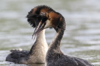 Great Crested Grebe (Podiceps cristatus), Emsland, Lower Saxony, Germany, Europe