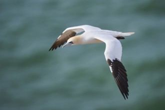Northern gannet (Morus bassanus) flying over the sea, wildlife, Helgoland, Germany, Europe