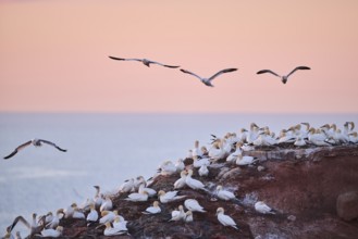 Northern gannet (Morus bassanus) flying over the colony on the cliffs at sunset, wildlife,