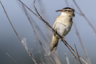 Reed Warbler (Acrocephalus schoenobaerus), Lower Saxony, Germany, Europe