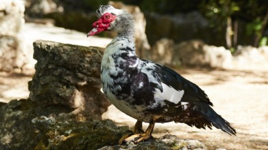 Black and white mallard (Phacocherus) standing on a stony surface in daylight in a natural