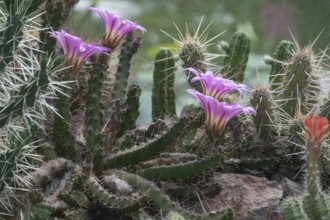 Flowering cuctus (Echinocereus berlandieri), Erlangen Botanical Garden, Middle Franconia, Bavaria,