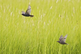 Common Starling (Sturnus vulgaris) adult and juvenile flying, Brandenburg, Germany, Europe