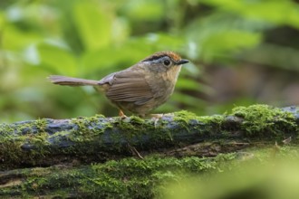 Braunkappenalcippe (Alcippe dubia), Ngoc Linh, Vietnam, Asia