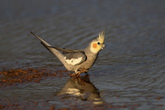 Cockatiel (Nymphicus hollandicus) at a waterhole, Queensland, Australia, Oceania