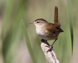 Marsh Wren, Cistothorus palustris, perching in a marsh near Porter Lake, Saskatchewan, Canada,