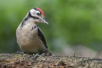 Great Spotted Woodpecker (Dendrocopos major) juvenile, Lower Saxony, Germany, Europe