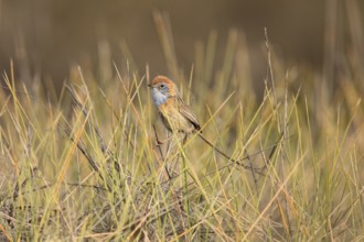 Mallee Emu-wren (Stipiturus mallee), Victoria, Australia, Oceania