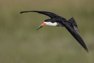 Black Skimmer (Rynchops niger) flying in the Pantanal region of Brazil