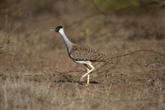 Heuglin's Bustard (Neotis heuglinii), Megalo Plains, Ethiopia, Africa