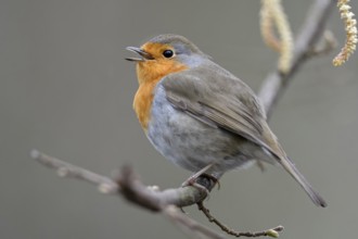 European Robin (Erithacus rubecula) singing, North Rhine-Westphalia, Germany, Europe