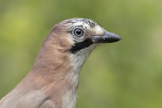 Eurasian Jay (Garrulus glandarius), Lower Saxony, Germany, Europe
