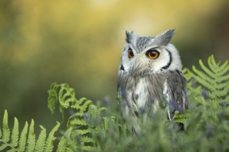 Southern White-faced Owl (Ptilopsis granti) captive, Germany, Europe