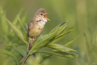 Marsh Warbler (Acrocephalus palustris) male singing, Poland, Europe