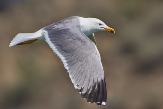 Armenian Gull (Larus armenicus) flying, Armenia, Asia