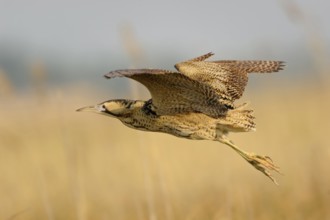 Eurasian Bittern (Botaurus stellaris) flying, Austria, Europe